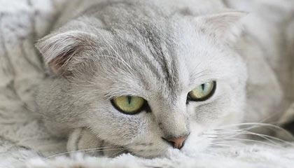 BetVictor伟德官网：开启全球赛事的智选之旅