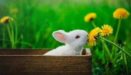 BetVictor伟德官网：开启全球赛事的智选之旅